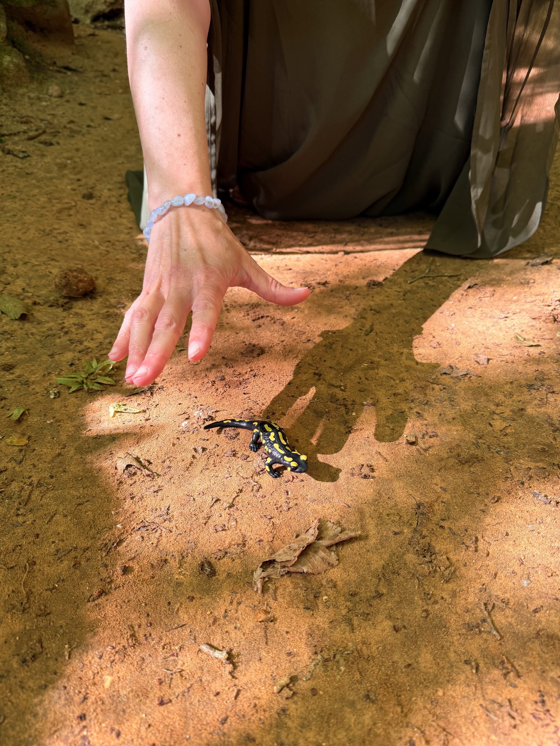 Salamandre tachetée, animal des rituels magiques au Conquil